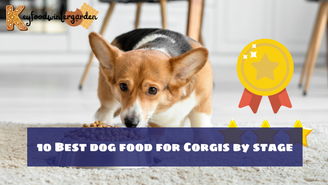 10 Best dog food for Corgis by stage