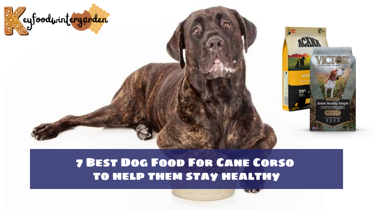 7 Best Dog Food For Cane Corso to help them stay healthy