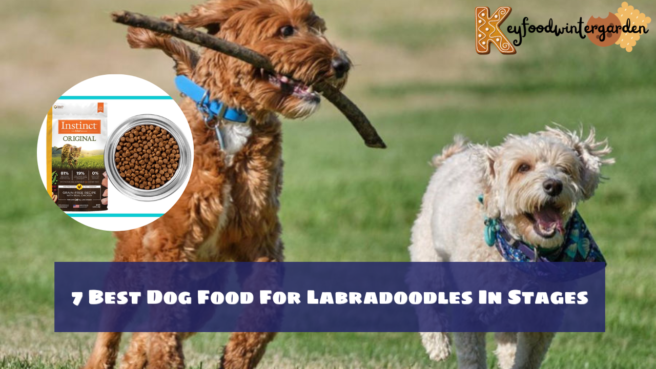 7 Best Dog Food For Labradoodles In Stages