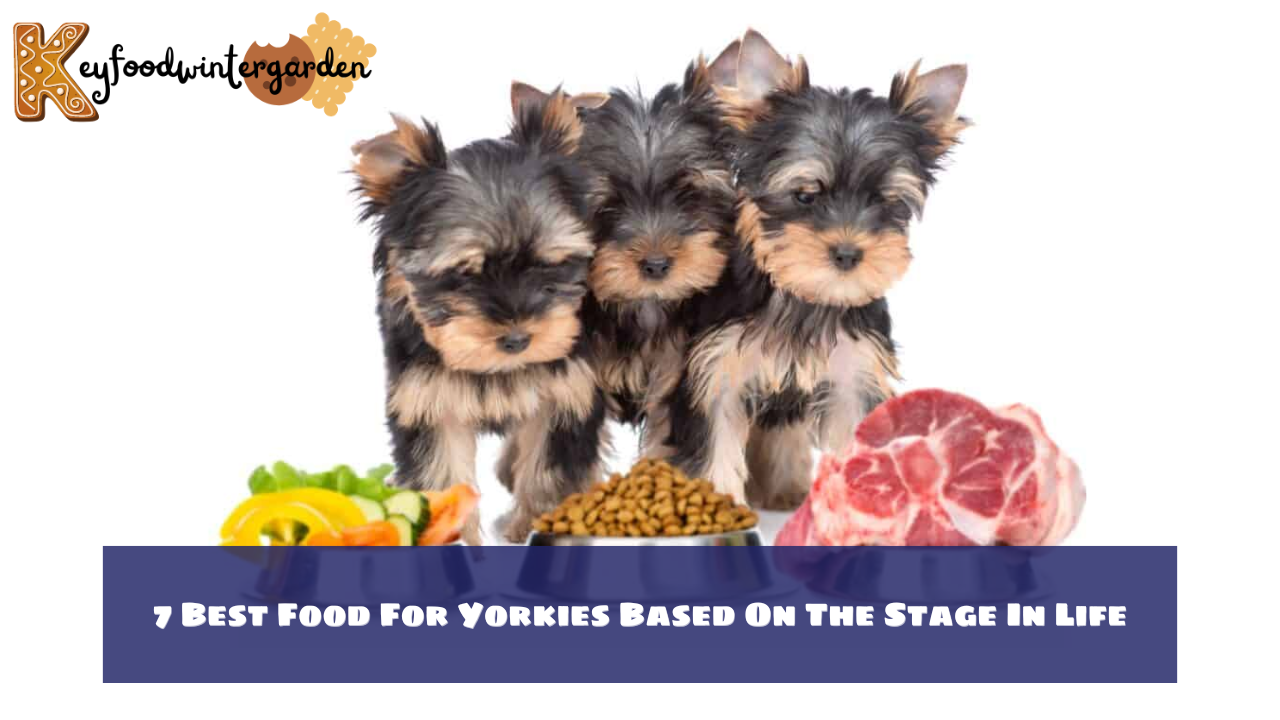 7 Best Food For Yorkies Based On The Stage In Life