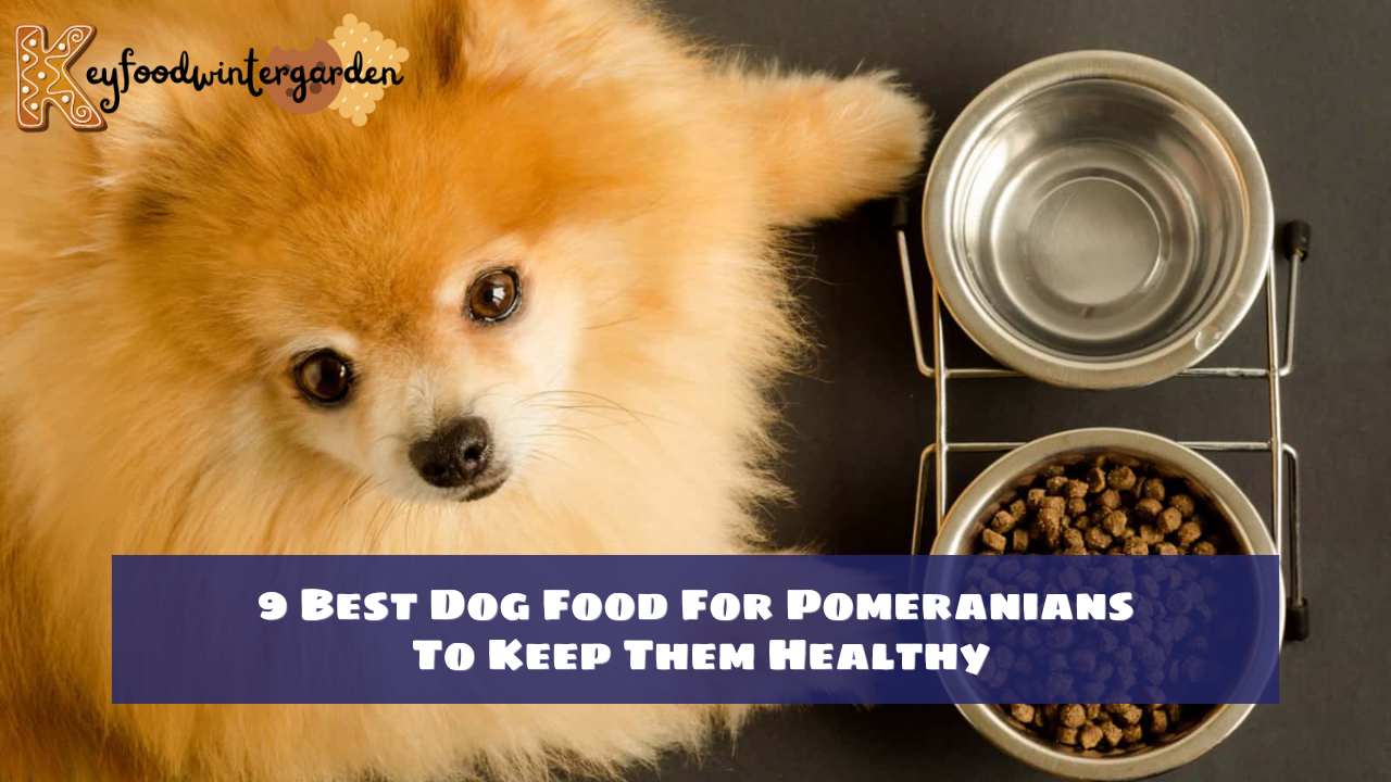 9 Best Dog Food For Pomeranians To Keep Them Healthy