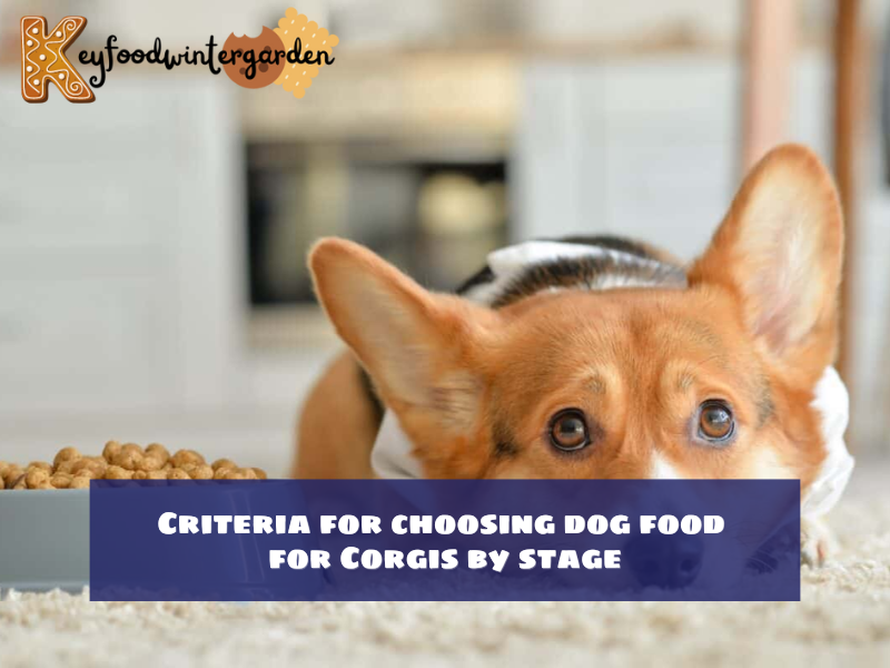 Criteria for choosing best dog food for Corgis by stage