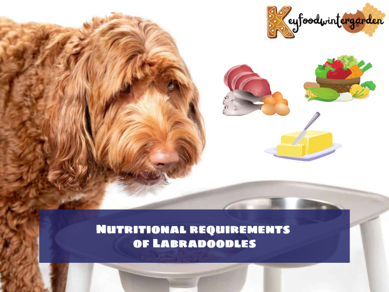 Nutritional requirements of Labradoodles
