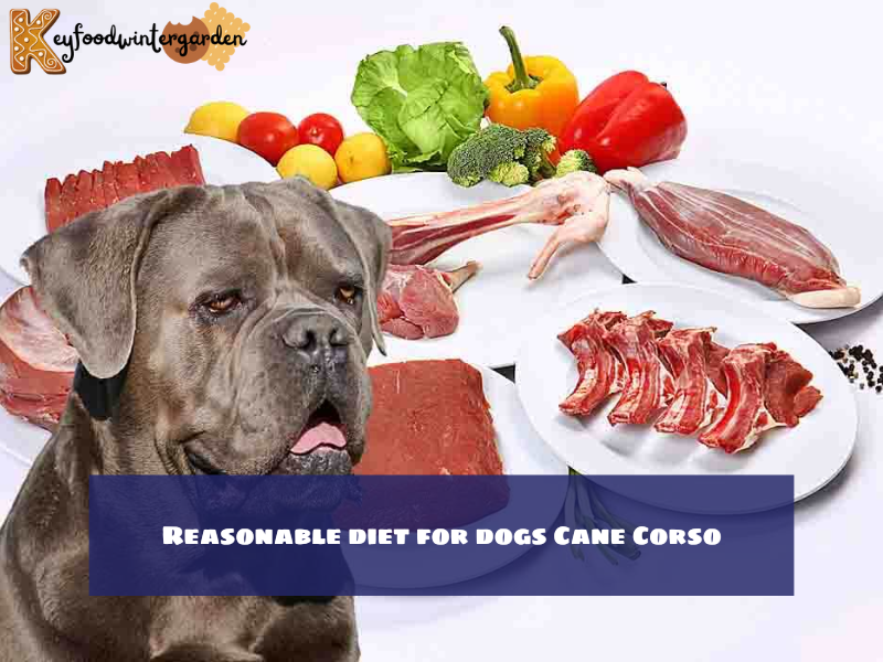 Reasonable diet for dogs Cane Corso