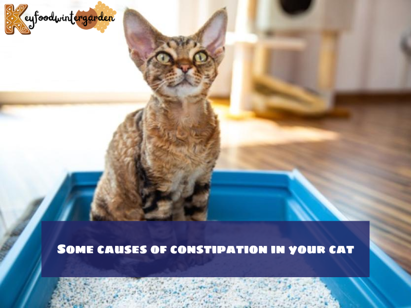 Some causes of constipation in your cat
