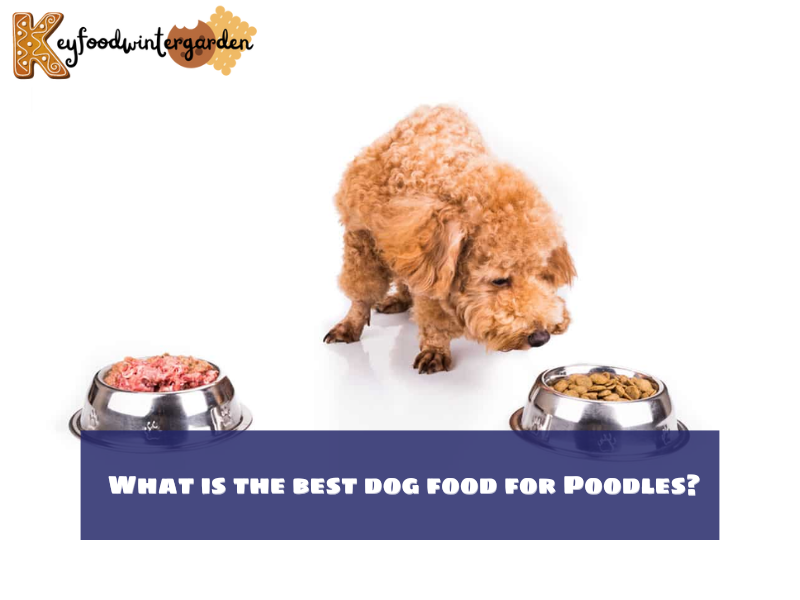 What is the best dog food for Poodles?