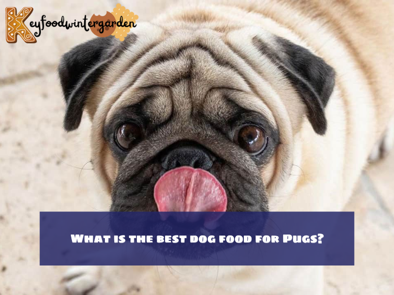 What is the best dog food for Pugs