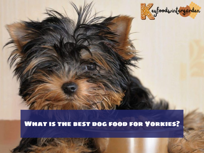 What is the best dog food for Yorkies?