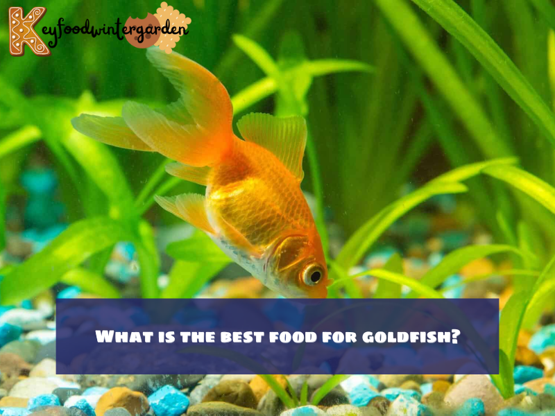 What is the best food for goldfish?