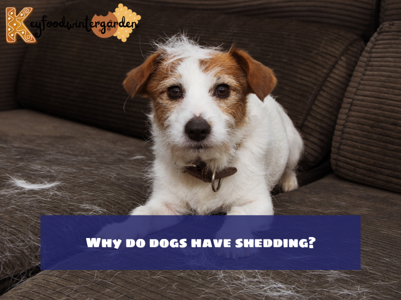 Why do dogs have shedding?